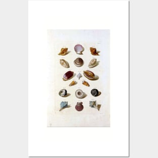 Sea Shell Colection Posters and Art